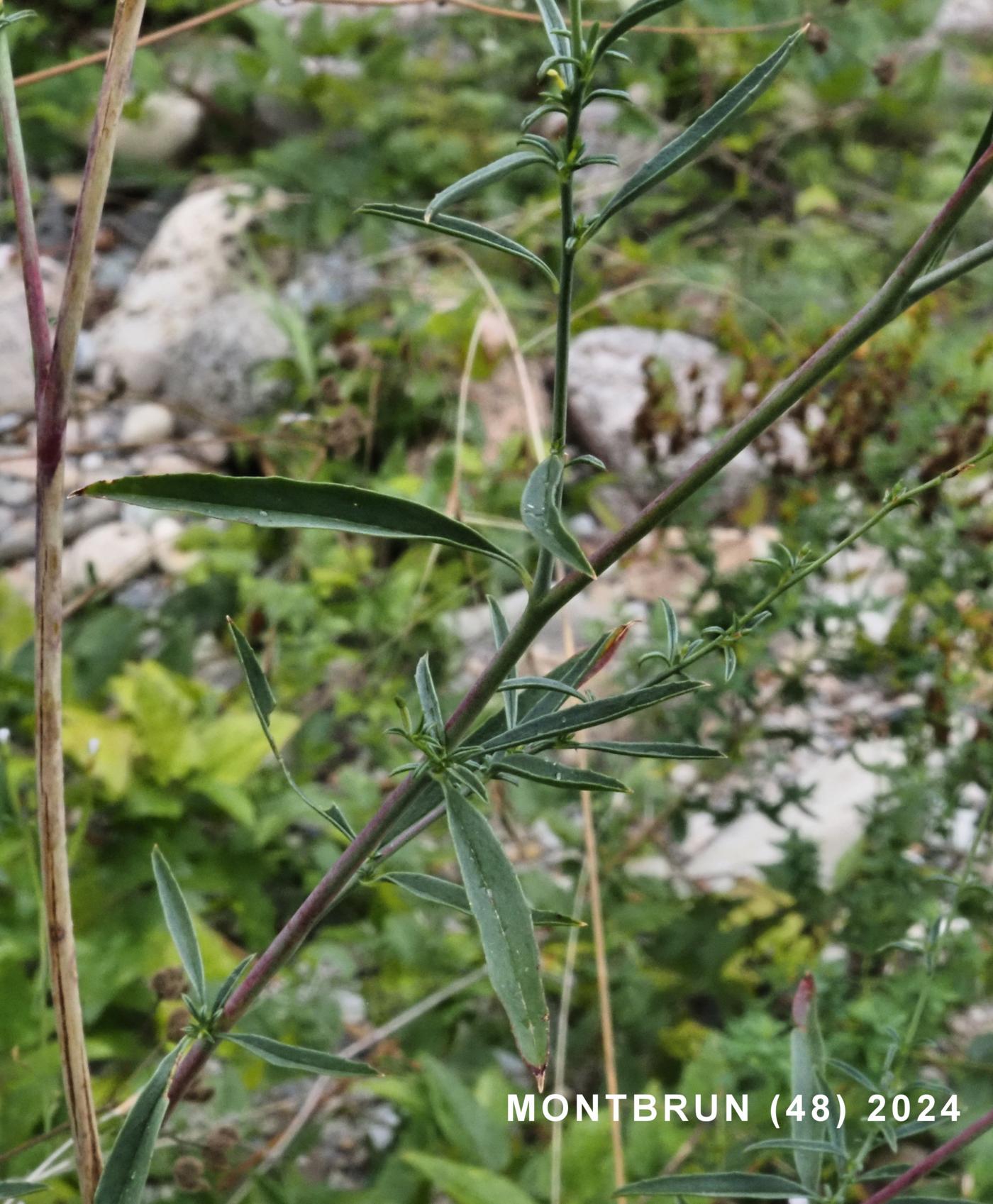 Wllow-herb, Autumn leaf